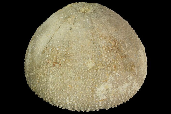 1.9" Psephechinus Fossil Echinoid (Sea Urchin) - Morocco